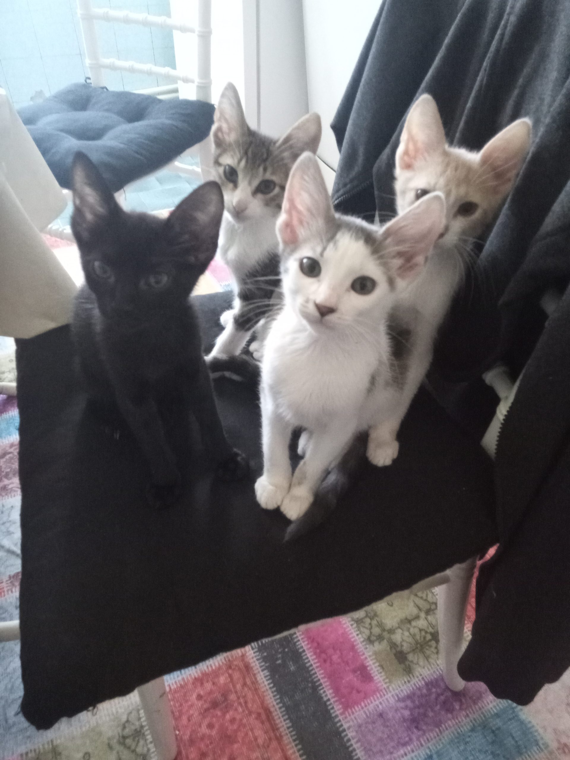 sesiniz olmaya hazırım